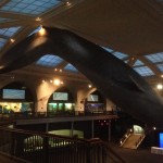 The Big Blue Whale at the American Museum of Natural History