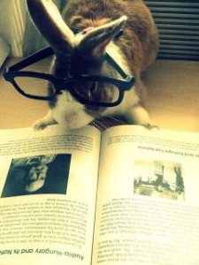 bunny