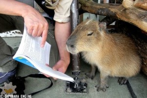 capybara