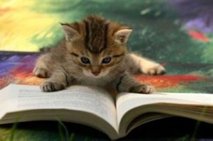 kitten