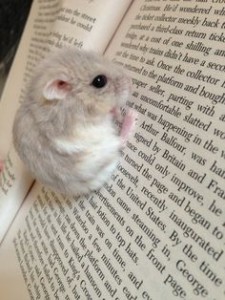 mouse