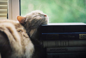 tumblr_mvsalj5fwC1r68fnuo7_500